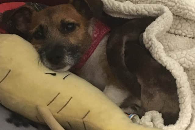 It is believed that Millie may have been stolen.