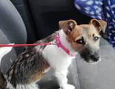 'Millie' is believed to have been stolen from the Straffan area over the weekend.