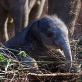Dublin Zoo is marking its one millionth visitor this year.