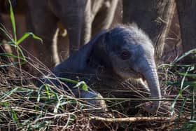 Dublin Zoo is marking its one millionth visitor this year.