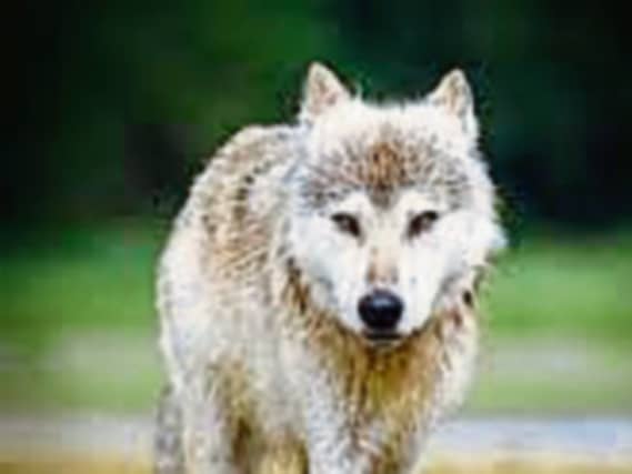 Sorry Eamon but there are enough predators roaming rural Ireland already