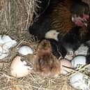 Offaly man's hen on course to smash world records