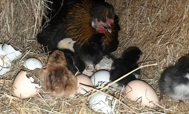 Offaly man's hen on course to smash world records