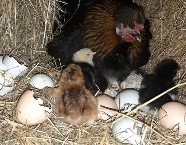 Offaly man's hen on course to smash world records