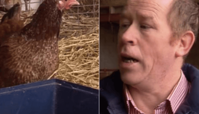 Offaly's Guinness-loving and record-breaking hen passes away
