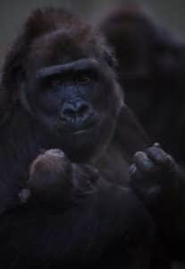 Helen Clarke-Bennett, Team Leader of the African Plains at Dublin Zoo said: "Kafi is doing a fantastic job so far as a first-time mother, keeping the young baby physically close in these crucial early stages. Bangui is proving to be an attentive father and at night has been sleeping close to Kafi and the baby. Kafi seems comfortable and at ease and we expect her to mix with the rest of the gorilla troop very soon."