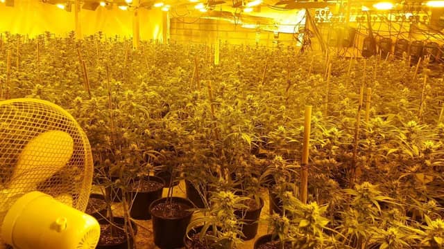 Almost €1 million worth of drugs seized in Waterford
