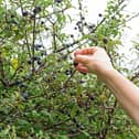 Blackthorn or sloe tree is great for spring flowers and also for sloe fruit later in the year