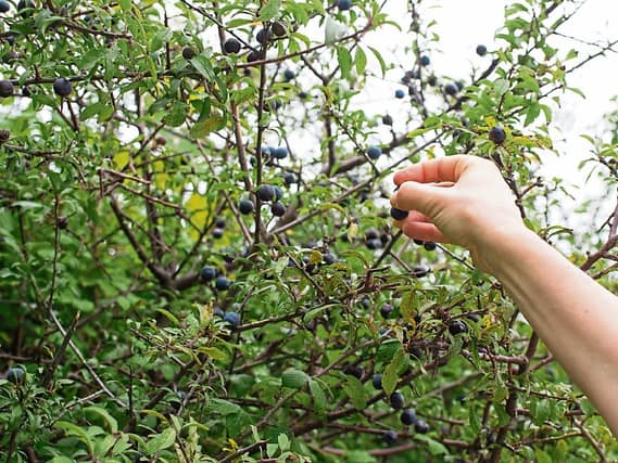 Blackthorn or sloe tree is great for spring flowers and also for sloe fruit later in the year