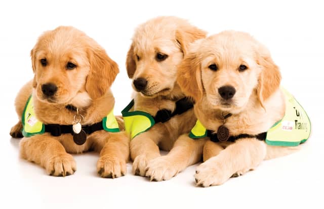 Do you have what it takes to be a puppy raiser