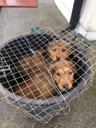 The two puppies were discovered this weekend by a walker PICTURE: LIMERICK ANIMAL WELFARE/FACEBOOK