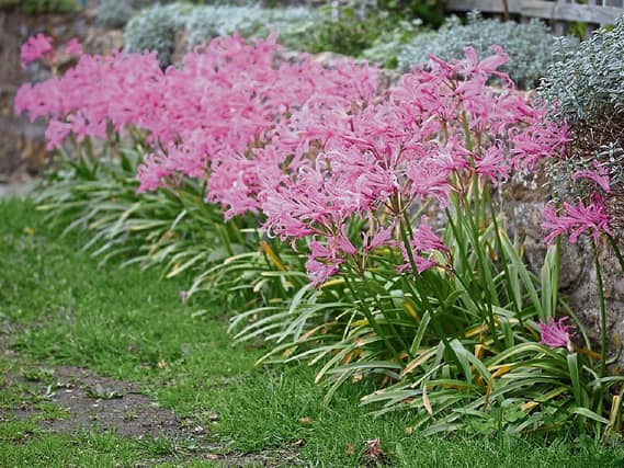 Nerines can be a colourful addition to any border or bed