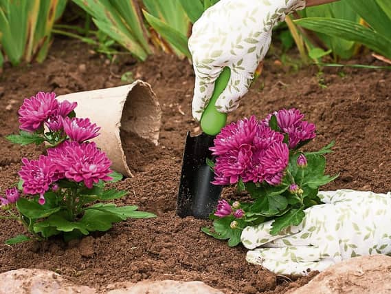 Chrysanthemums come in a wide variety of colours
