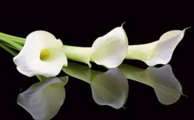 Tipperary Star Deaths