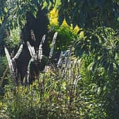 A photo of cimicifuga growing in Phyl's garden