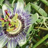 Passiflora caerulea (blue passion flower) is one of the hardier species that is commonly grown in this country