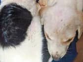 The puppies were abandoned in Cratloe Woods and were rescued by a couple walking in the area