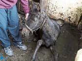 The 11-month-old foal was found in a 'foot of faeces and urine' PICTURE: Limerick Animal Welfare/Facebook