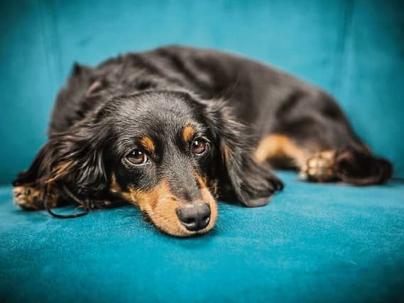 A Blessing of Animals will take place on Saturday
