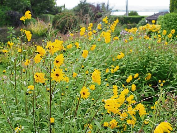 Photo of rudbeckias from Phyl's garden