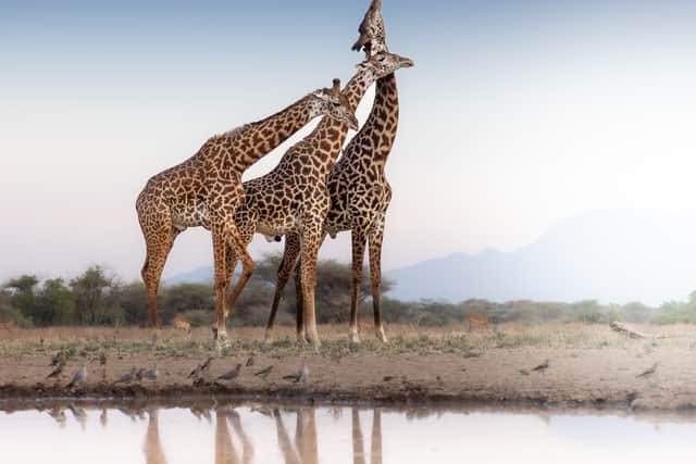 Money raised from the books has been used to fund wildlife protection projects, with more than £1.2 million donated to 82 initiatives across 35 countries since the series began in 2016.