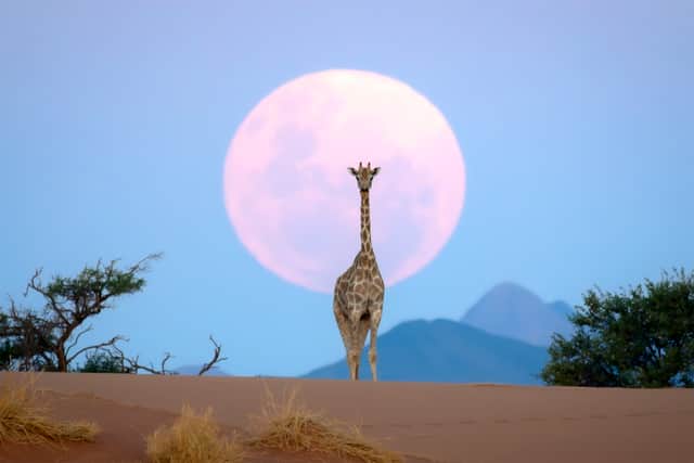 Margot Raggett, founder and producer of the wildlife book series, said: “Photographers from around the world answered our call once again and entered striking images of giraffes in their natural habitat for our competition.