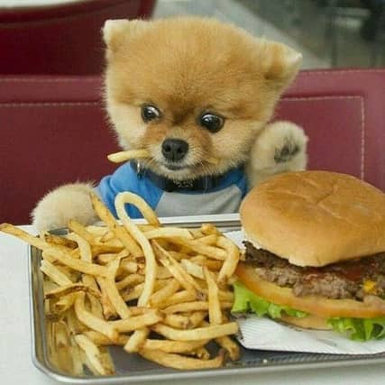 Pet owners who are interested in learning all they need to know about choosing the best nutrition for their dog are in for a treat at the Maxi Zoo pet store at the N4 Axis Centre throughout September.