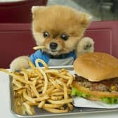 Pet owners who are interested in learning all they need to know about choosing the best nutrition for their dog are in for a treat at the Maxi Zoo pet store at the N4 Axis Centre throughout September.