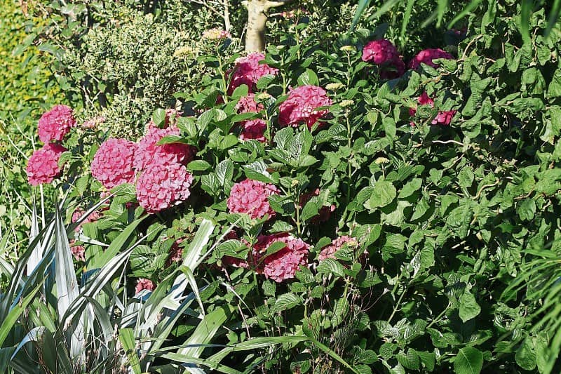 Hydrangeas from Phyl's garden:  The flowering shrub is one of the most commonly grown plants  in Irish gardens