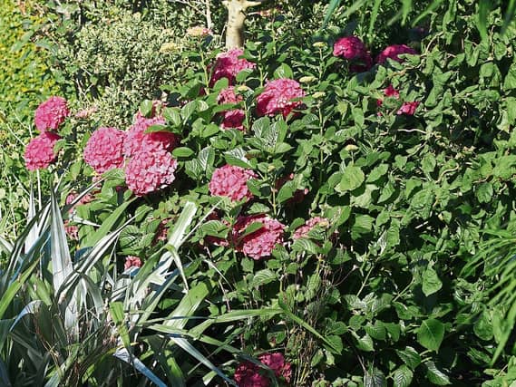 Hydrangeas from Phyl's garden: The flowering shrub is one of the most commonly grown plants in Irish gardens