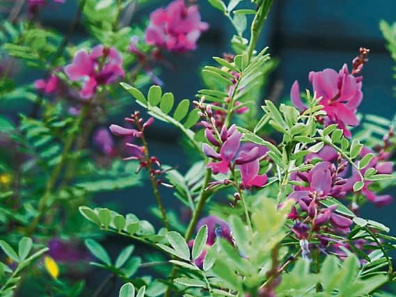 Indigofera heterantha, commonly known as Himalayan indigo, is a very hardy flowering shrub native to Tibet