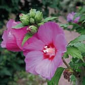Hibiscus ‘Woodbridge’ is a very good red variety
