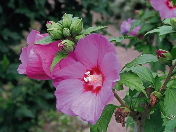 Hibiscus ‘Woodbridge’ is a very good red variety
