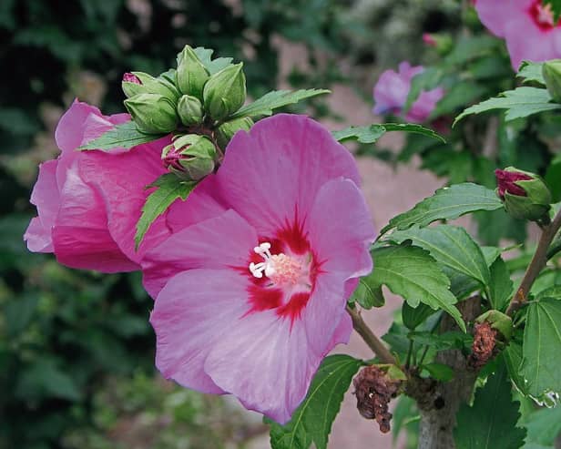 Hibiscus ‘Woodbridge’ is a very good red variety