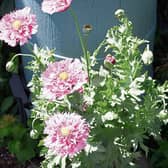 Poppies from Phyl's  garden