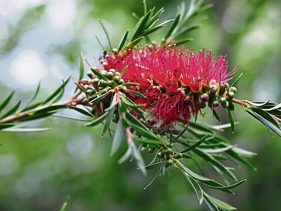 Bottlebrush breaking into flower in Phyl's garden