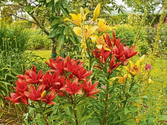 Lillies from Phyl's garden