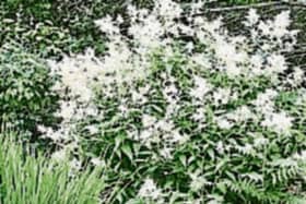 Persicaria polymorpha is commonly called the  Giant Fleece Flower because of its wonderful spread of white flowers