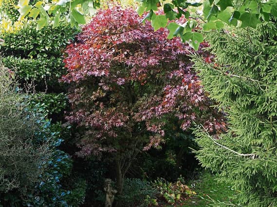 An acer from Phyl's garden last autumn