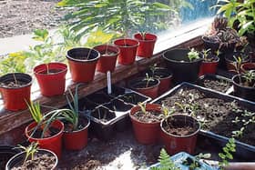 Germinated plants including onions ready for planting outside at Phyl's garden