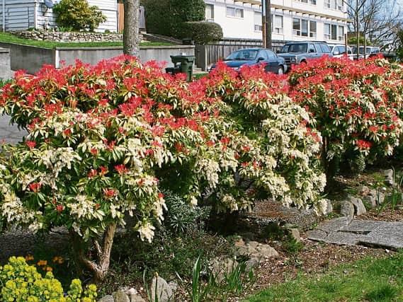 Adapted well: Pieris are well-suited to most climates and can be found growing naturally from India to Siberia