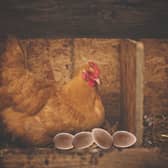 One of the hens with a freshly laid batch of Creme Eggs