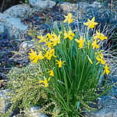 Daffodils from Phyl’s  garden