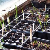 Onions ready for planting