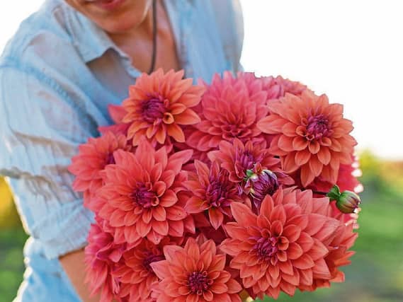A native to Mexico Dahlias need warm soil before planting
