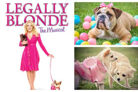 Is your pet pooch fit for the stage? This could be their big break!