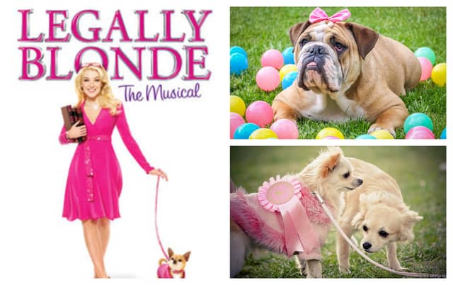 Is your pet pooch fit for the stage? This could be their big break!