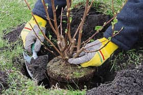 Plants can be growing in the wrong position for a number of reasons: including clash of colours, they have grown too large  or a plant just may not be growing well at all