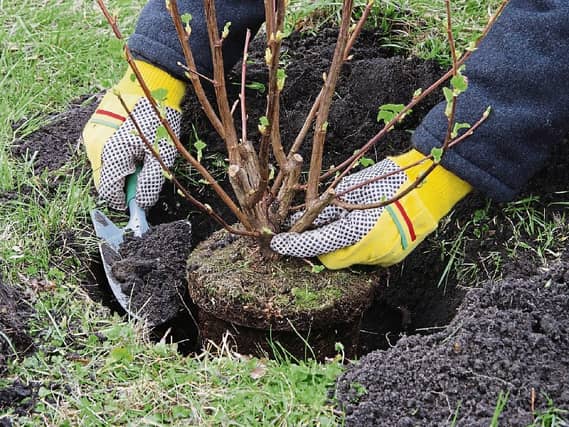 Plants can be growing in the wrong position for a number of reasons: including clash of colours, they have grown too large or a plant just may not be growing well at all
