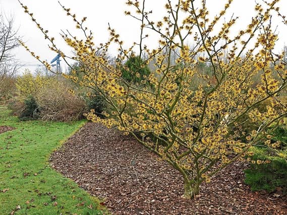 Witch hazel water has been used for hundreds of years to cure sores, bruises and as topical treatment